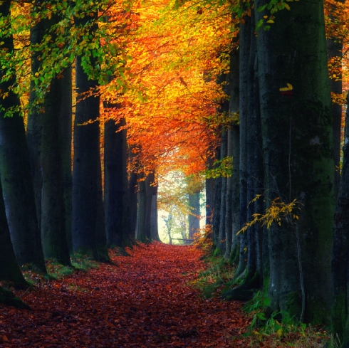 A Forest in Autumn